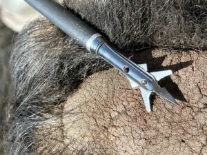 A SEVR broadhead ready for action. (Note the Practice Lock screw hole)