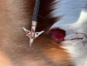 A fully deployed SEVR broadhead was recovered 70 yards beyond where this springbok was standing when shot.