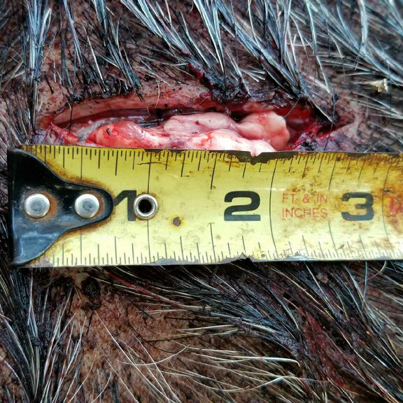 Big holes on hogs Stretch Cut